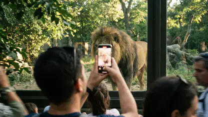 Zoo 2: Animal Park : L'Art de Gérer un Zoo Face à la Concurrence